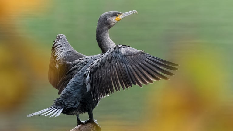 a cormorant with outstretched winks perched on a brand in a lake, viewed through the blurred leaves in the foreground.